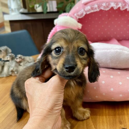 カニンヘンダックス　らんらん・３ちゃん