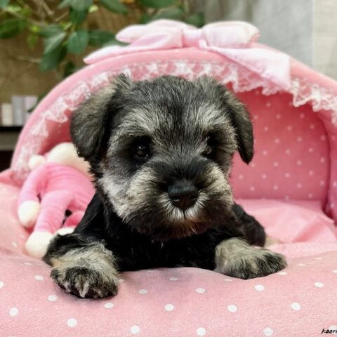 ミニチュアシュナウザー　はるあ・３ちゃん