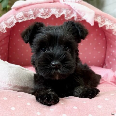 ミニチュアシュナウザー　みすず・３ちゃん