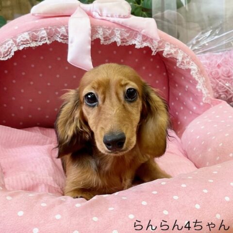 カニンヘンダックス　らんらん・４ちゃん