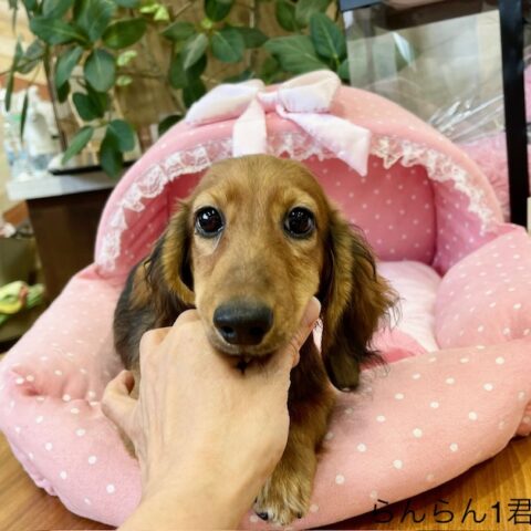 カニンヘンダックス　らんらん・１君
