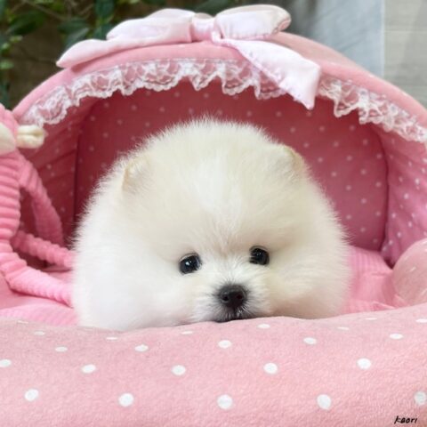 ポメラニアン　ポム・１君