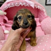 らんらんー３－６