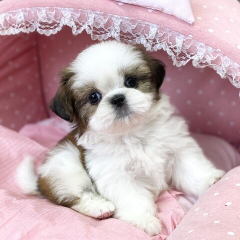シーズー　ミルク・１ちゃん