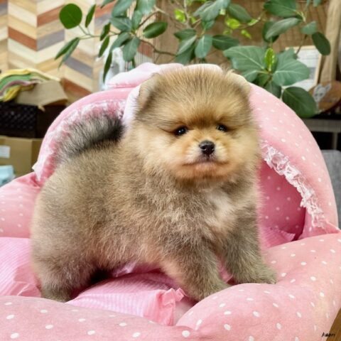 ポメラニアン　みちる・１君