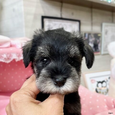ミニチュアシュナウザー　エポ・２ちゃん