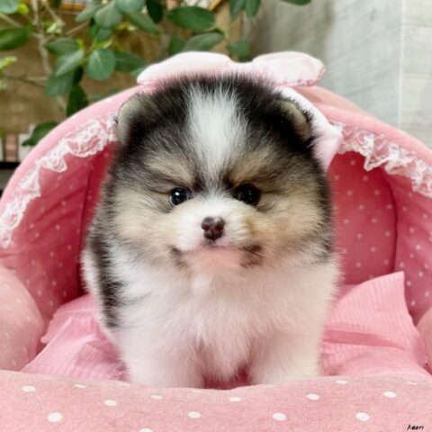 ポメラニアン　みちる・２君