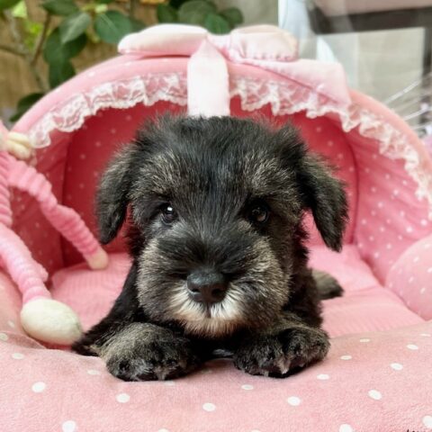 ミニチュアシュナウザー　みこと・３君