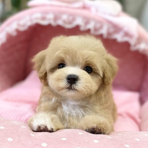 マルプー　まう・３君
