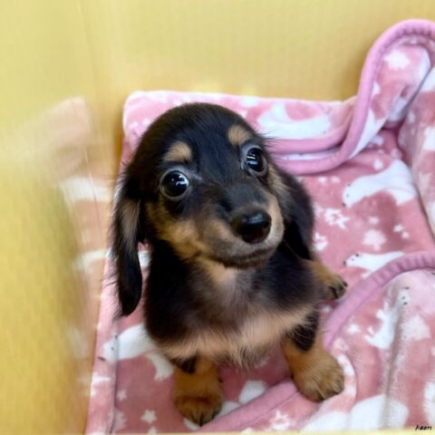 カニンヘンダックス　てんてん・４ちゃん