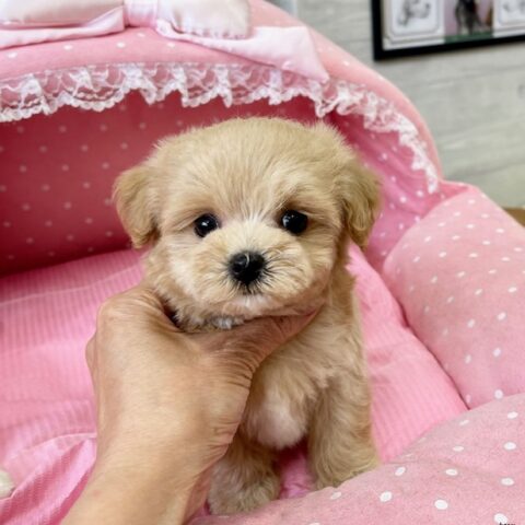 マルプー　まう・１君