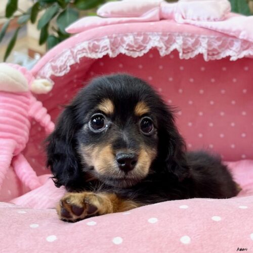 カニンヘンダックス　てんてん・３ちゃん