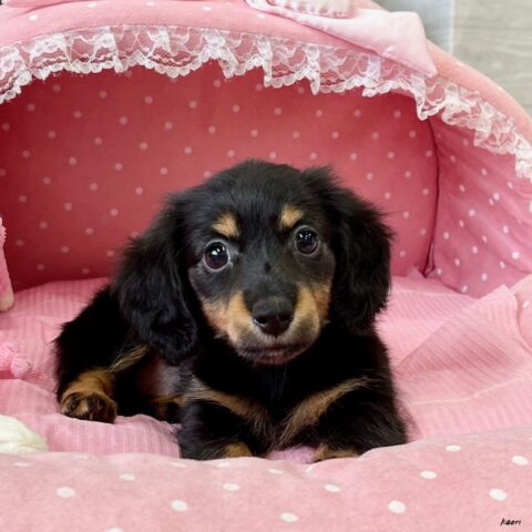 カニンヘンダックス　てんてん・２ちゃん