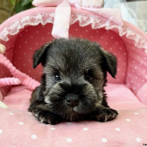 ミニチュアシュナウザー　くるん・１ちゃん
