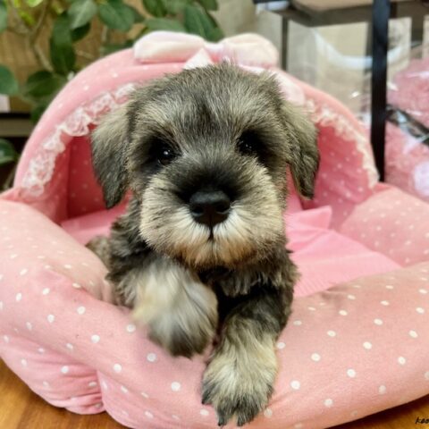 ミニチュアシュナウザー　モコ・４ちゃん