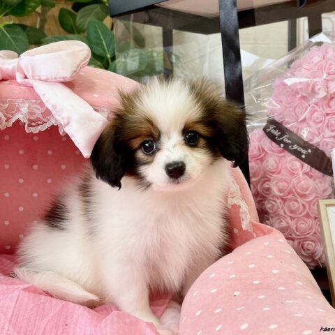 パピヨン　ゆま・１君