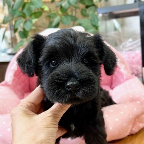 ミニチュアシュナウザー　ごま・４君