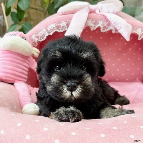 ミニチュアシュナウザー　桜乃・１ちゃん