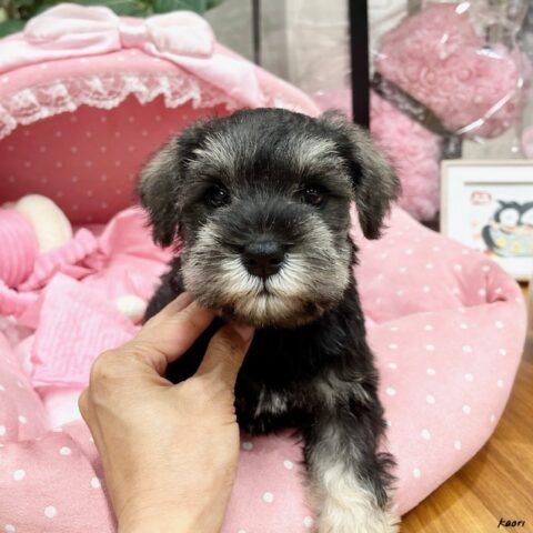 ミニチュアシュナウザー　ラミ・１君