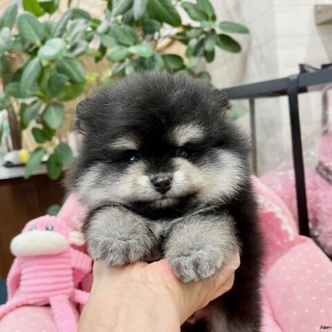 ポメラニアン　マカ・１君