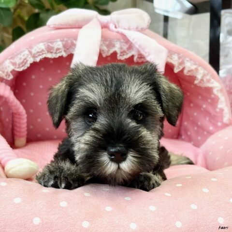 ミニチュアシュナウザー　ひまわり・１ちゃん