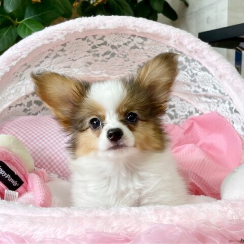 パピヨン　アイビー・１ちゃん