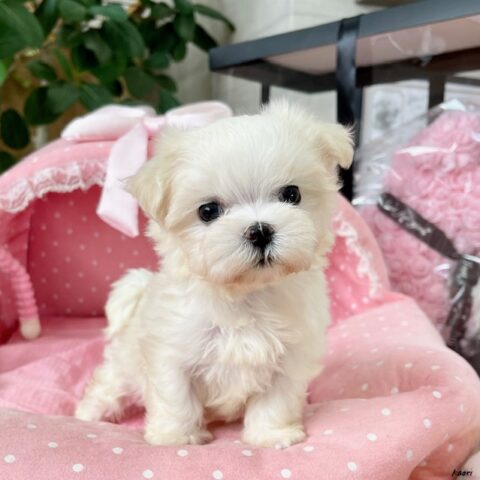 マルチーズ　うれい・１ちゃん