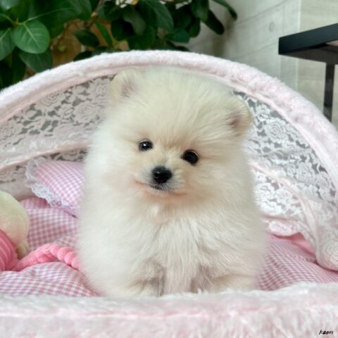 ポメラニアン　ココ・１ちゃん