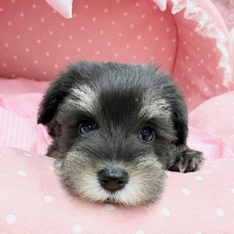 ミニチュアシュナウザー　このか・２ちゃん