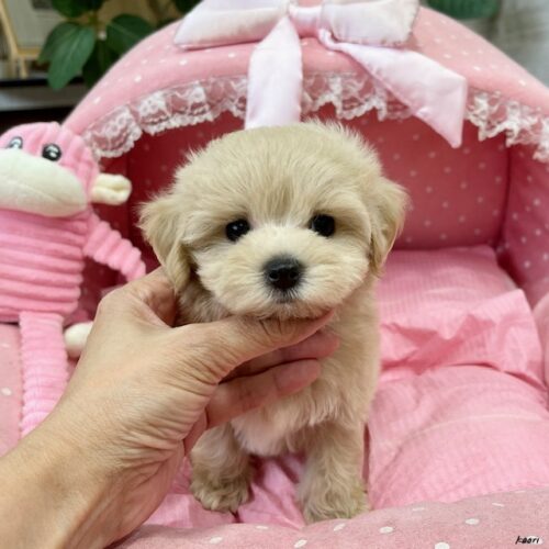 マルプー　ゆり・２君