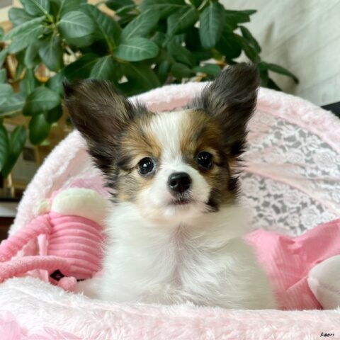 パピヨン　アイビー・２ちゃん