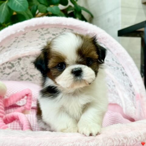 シーズー　みるく・１ちゃん