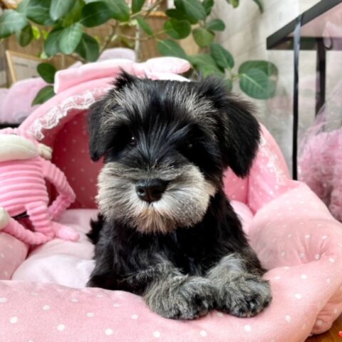 ミニチュアシュナウザー　あんな・１君