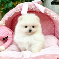 てぃふぁにー１－４