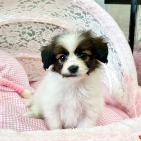 パピヨン　せいな・３ちゃん