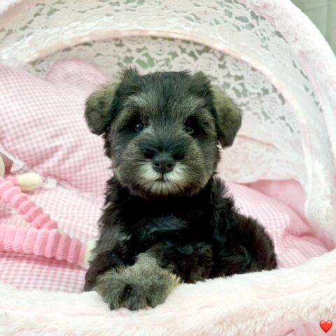 ミニチュアシュナウザー　さえか・４ちゃん