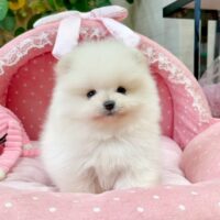てぃふぁにー１－６