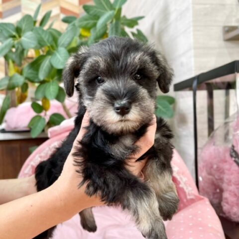 ミニチュアシュナウザー　リング・３ちゃん
