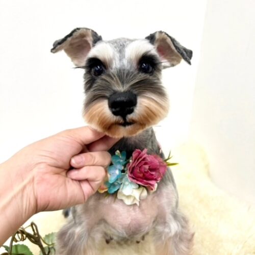 ミニチュアシュナウザー　お母さん卒業犬　Mちゃん