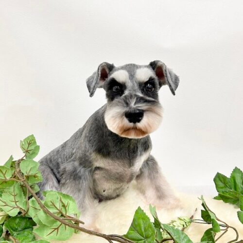 ミニチュアシュナウザー　お母さん卒業犬　Tちゃん