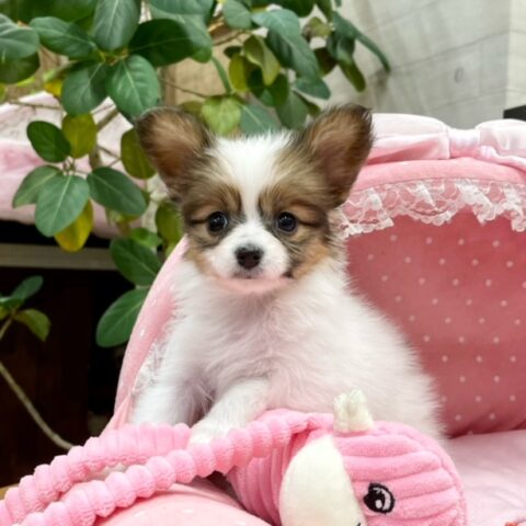 パピヨン　ヘデラ・２ちゃん