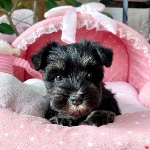 ミニチュアシュナウザー　ゆお・１ちゃん