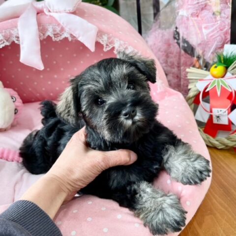 ミニチュアシュナウザー　ゆお・４ちゃん