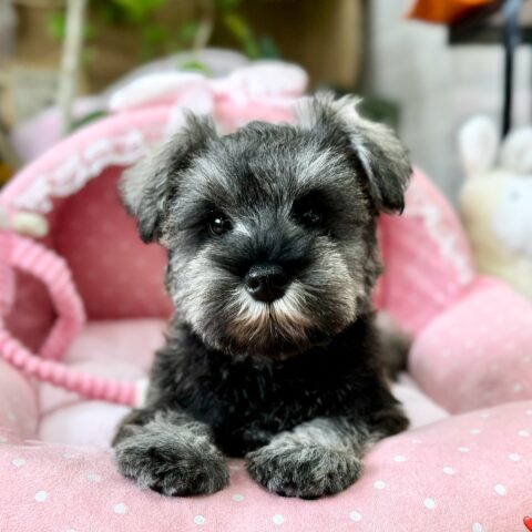 ミニチュアシュナウザー　セラ・３ちゃん