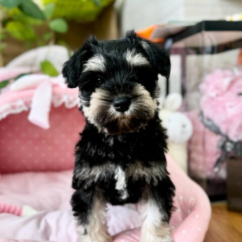 ミニチュアシュナウザー　りつね・１ちゃん