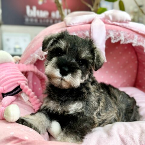 ミニチュアシュナウザー　コア・１ちゃん