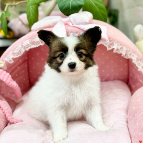 パピヨン　サファイア・１君