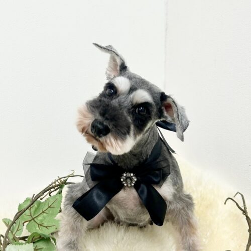 お母さん卒業犬　Kちゃん