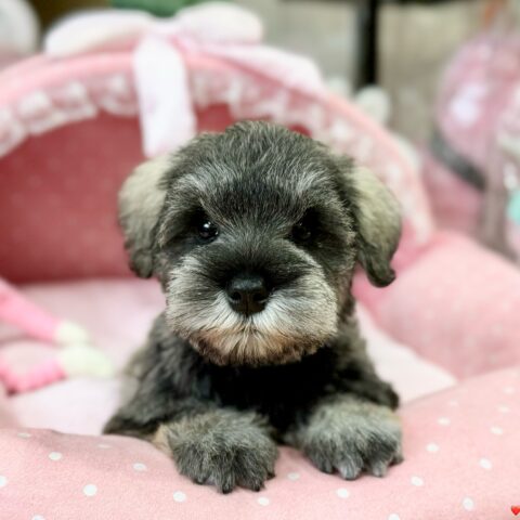 ミニチュアシュナウザー　ほのな・１ちゃん