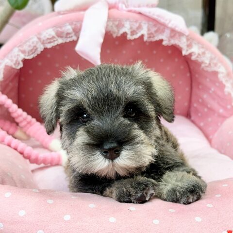 ミニチュアシュナウザー　ほのな・２ちゃん